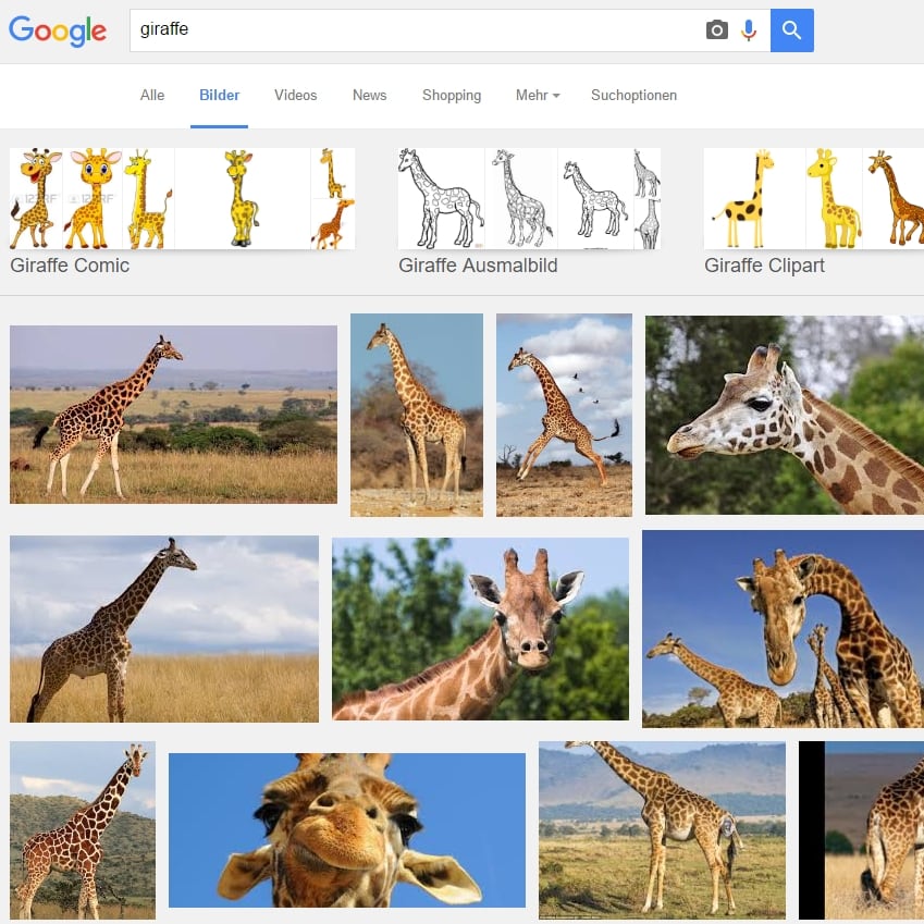 Whatsapp Profilbild Giraffe
